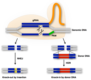 CRISPR_Cas9