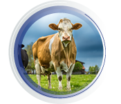 AGRIGENOMICS (BREEDING)